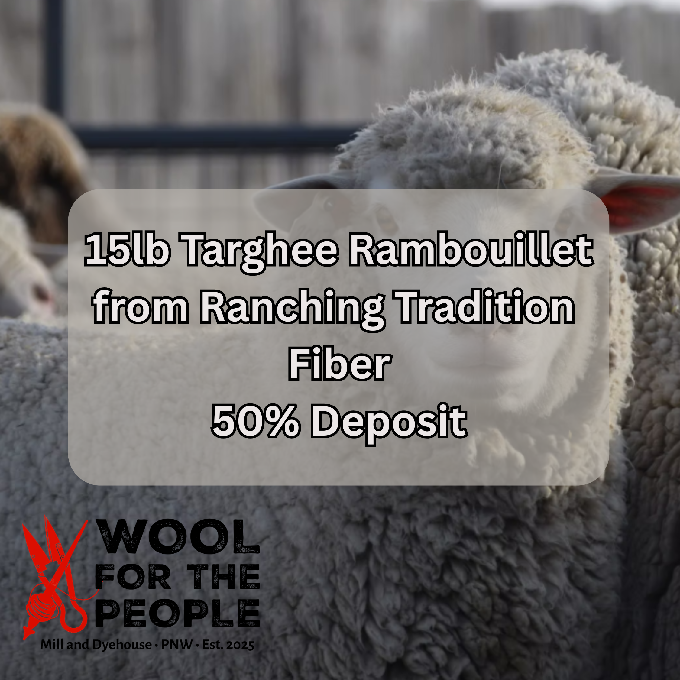 Wholesale Targhee Rambouillet Pre-Order Deposit