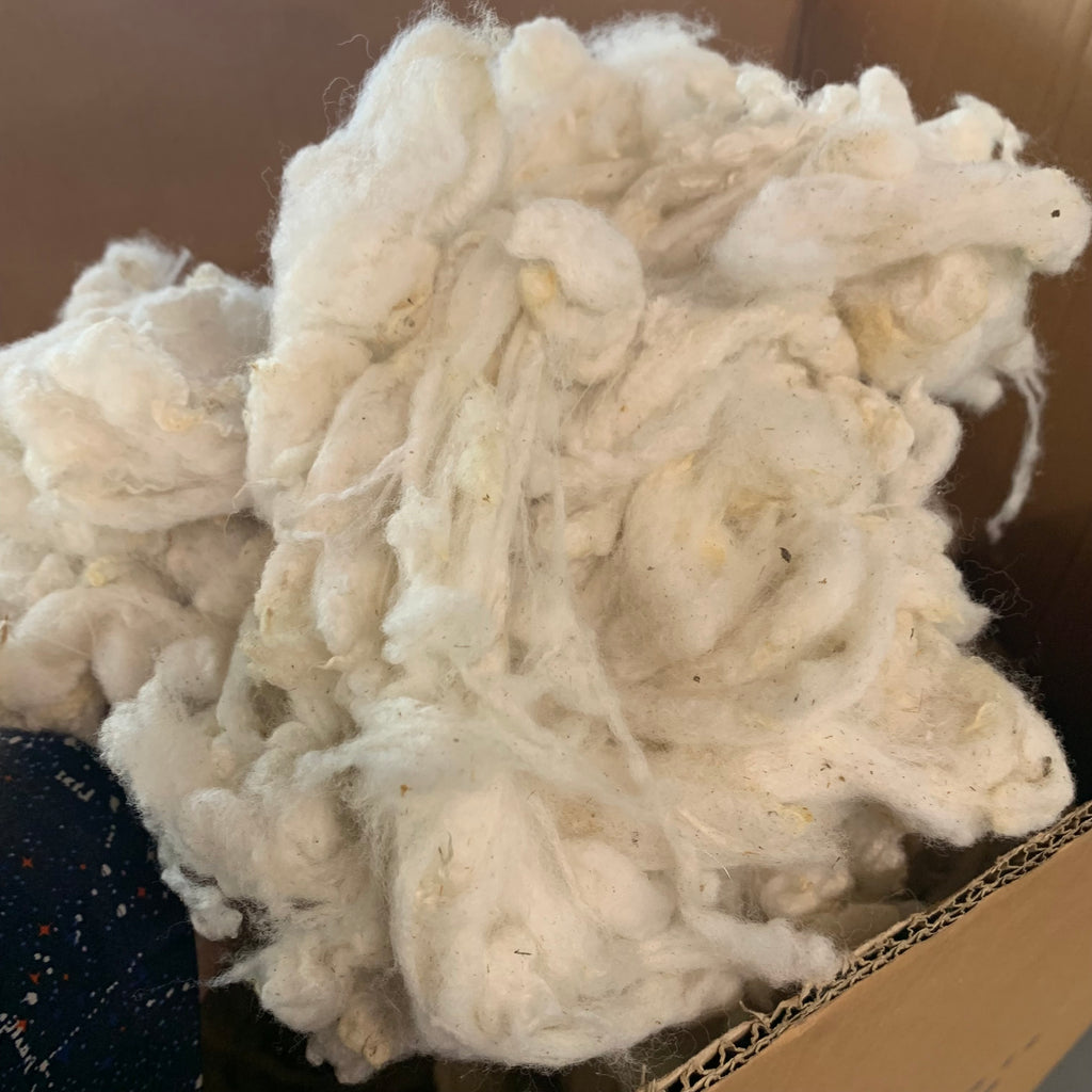 Scoured Targhee Wool ~ by the ounce