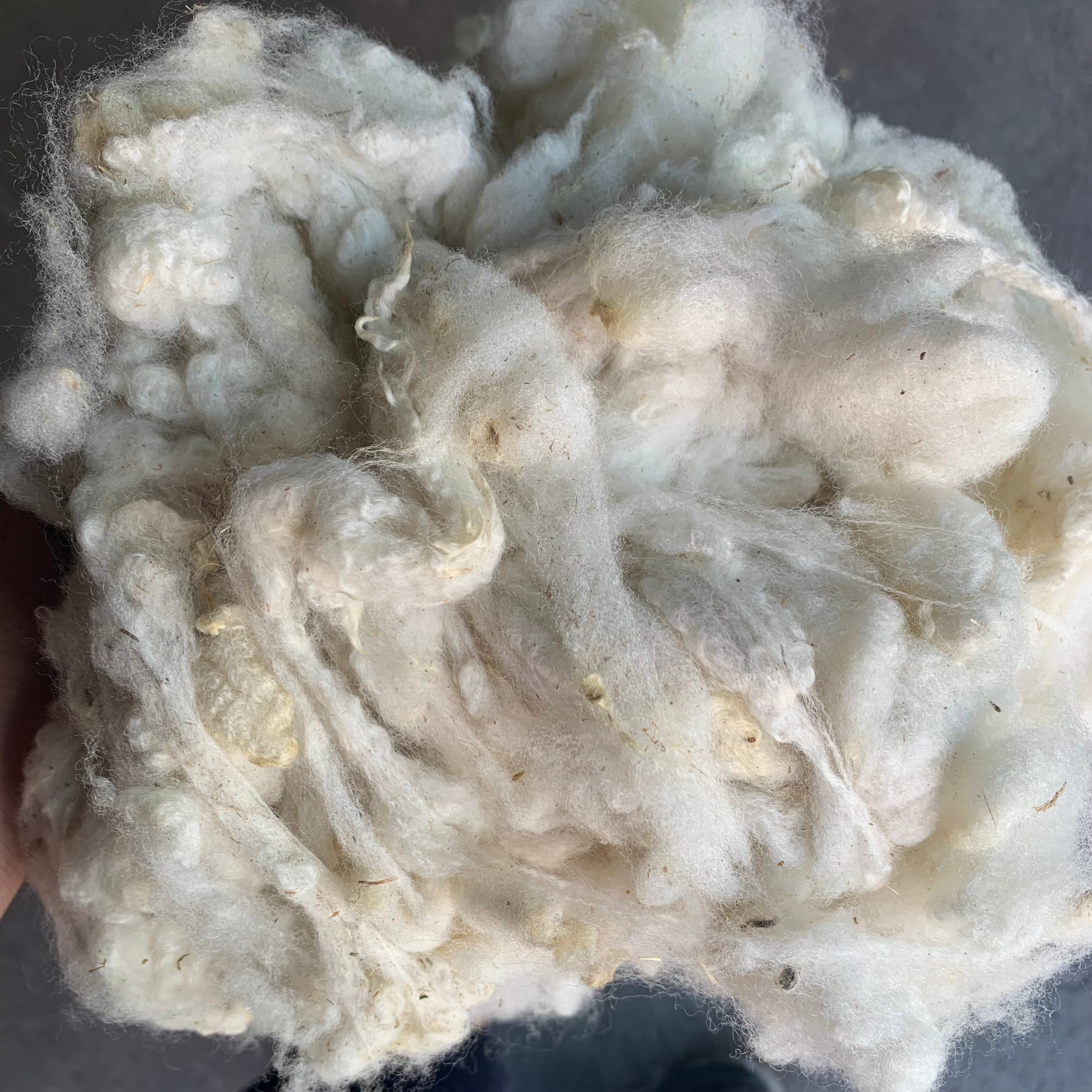 Scoured Targhee Wool ~ by the ounce